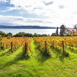 House In The Vineyard - Happy *
